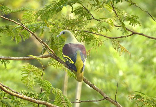 Bird watching trips in Guhagar